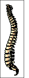 Columno vertebral
