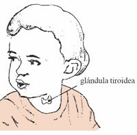 glándula tiroidea
